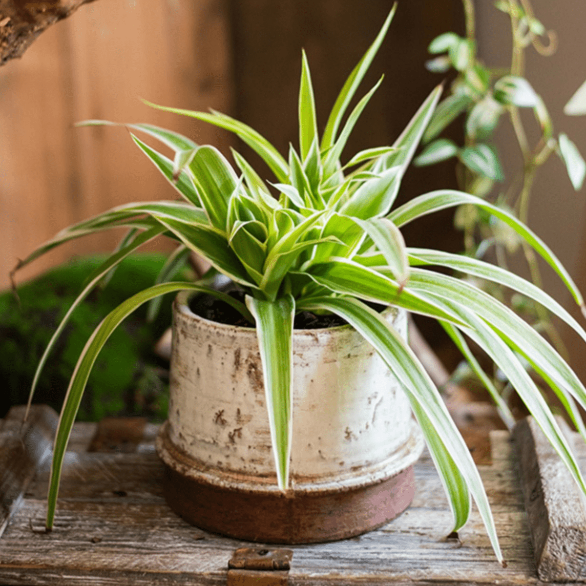 Decorative Rustic Ceramic Vase